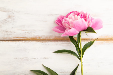 Beautiful peony pink flowers on white wooden background, flat lay, top view, copy space.の写真素材