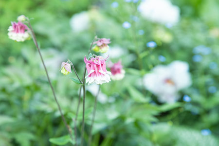 Beautiful columbine or aquilegia pink flowers in the garden, selective focus.の写真素材