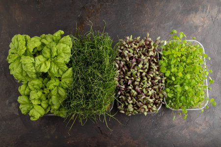 Set of boxes with microgreen sprouts of onion, clover, basil on black concrete background. Top view, flat lay, copy space.の写真素材