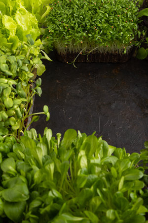 Set of boxes with microgreen sprouts of purple and green basil, sunflower, radish, sorrel, pea, lettuce. Side view, frame, copy space.の写真素材
