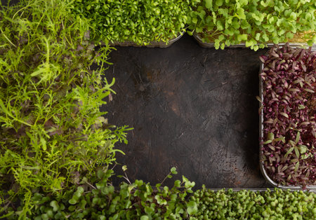 Set of boxes with microgreen sprouts of amaranth, rucola, watercress, mustard, mizuna and kohlrabi cabbage on black concrete background. Top view, flat lay, frame, copy space.の写真素材