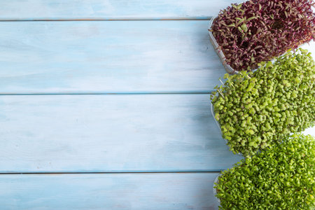 Set of boxes with microgreen sprouts of amaranth, mustard, watercress on blue wooden background. Top...