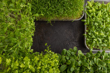 Set of boxes with microgreen sprouts of spinach, carrot, chrysanthemum, borage, mizuna cabbage on...
