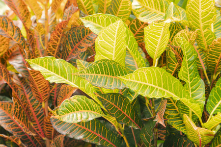 Colorful pink, green, yellow Croton leaves Background, sunny day at tropical park, selective focus,...