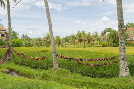 Rice fields in countryside, Ubud, Bali, Indonesia, green grass, large trees, jungle and cloudy sky. Travel, tropical, agriculture.の写真素材