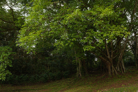 City park in Kuching, Malaysia, tropical garden with large trees and lawns, gardening, landscape design.の写真素材