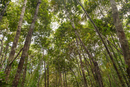 Wild jungle in Bako national park. Vacation, travel, tropics concept, no people, Malaysia, Borneo, Kuchingの写真素材