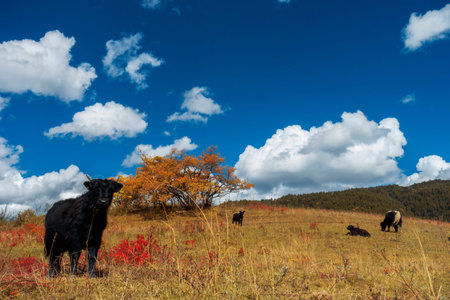 cattle on grasslandの写真素材