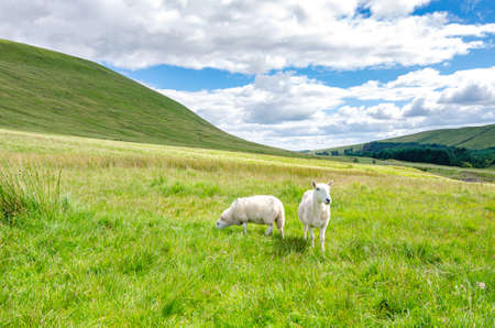 July 13, 2016 -  Hiking Pen Y Fan Mountain in  south Wales, situated in the Brecon Beacons National Park. Beautiful scenic with fresh air.のeditorial素材