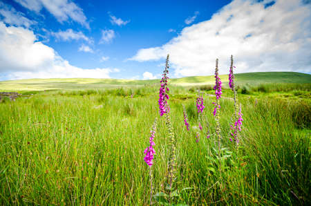 July 13, 2016 -  Hiking Pen Y Fan Mountain in  south Wales, situated in the Brecon Beacons National Park. Beautiful scenic with fresh air.のeditorial素材