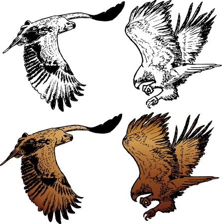 Two figures of flying eagle, lineart and coloredのイラスト素材