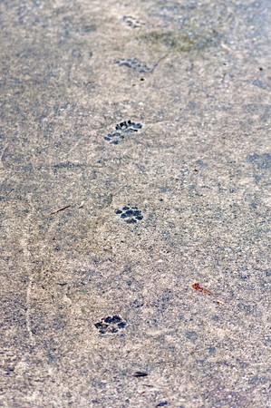 Dog's footprint on cement path.の写真素材