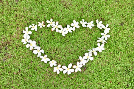 Plumerias in a group of heart.の写真素材
