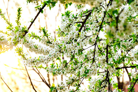Tree blooming with white flowers in spring day.