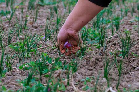 Harvest in saffron field. The most expensive spice in the worldの写真素材