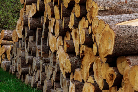 A pile of wooden logs lie on the grass near. The problem of deforestation. Ecological problem.