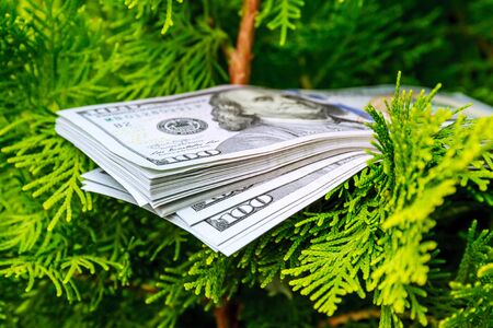 stack of one hundred dollar bills on christmas tree.の写真素材