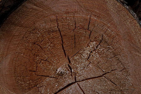 Cross section of the tree. Close-up. Background