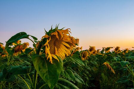 Sunflower field on a bright sunny day.の写真素材