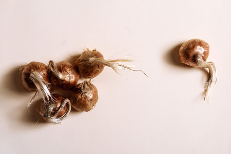 Saffron bulb isolated on a white background. Corm of crocus.
