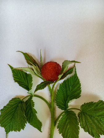 Fresh berries of a raspberry with leaves