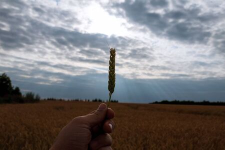 Wheat spikelet in hand against the background of a wheat fieldの写真素材