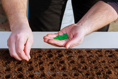 Gardener's hand seeding pepper seeds in the ground