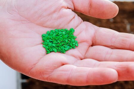 Gardener's hand seeding pepper seeds in the groundの写真素材