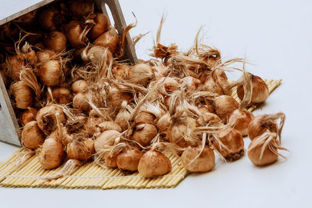 A pile of crocus bulbs on a white background.