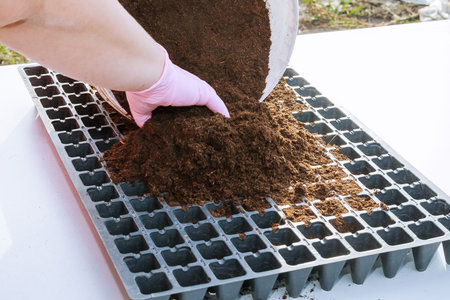 Sowing pepper seeds in plastic seedling cassettes filled with humus soil.