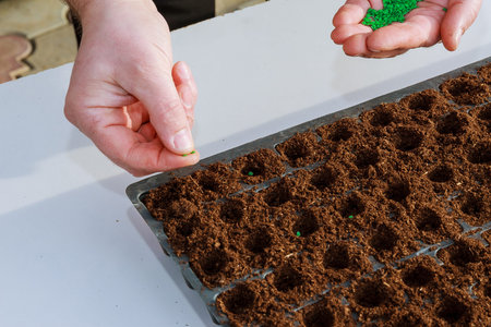 Gardener's hand seeding pepper seeds in the ground