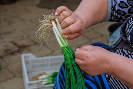 Woman preparing organic spring onions for market.