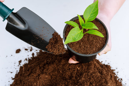 Sweet Paprika seedlings in a plastic pot and a pile of fertile land on a white background