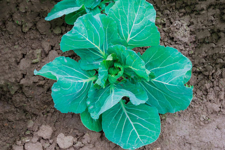 Growing cabbage at home in early spring.