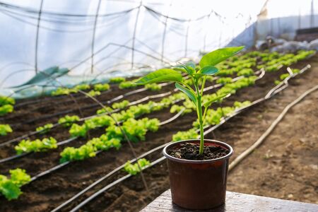 Pepper seedlings in plastic pots. Growing seedlings in early spring.の写真素材