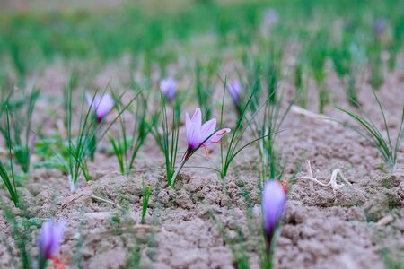 Saffron flowers during flowering on a saffron field.の写真素材