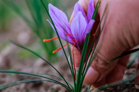 Harvest in saffron field. The most expensive spice in the worldの写真素材