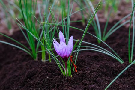 Saffron flowers during flowering on a saffron field.の写真素材