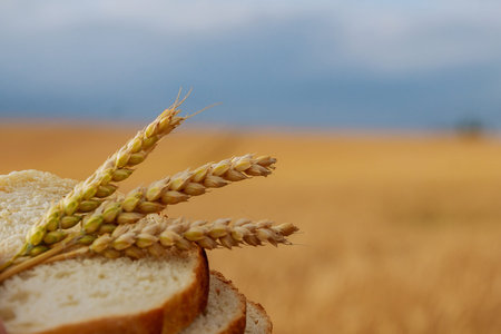 A man holds bread and wheat ears on a background of wheat field