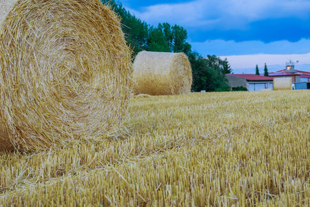 Round bales of straw on farmland a cloudy sky. Mowed field after harvesting wheat.