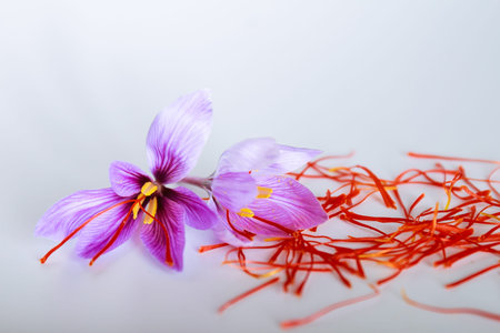 Saffron flower and saffron threads on a white background. The most expensive spice.