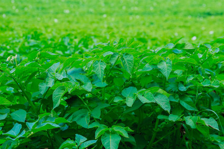 Potatoes are planted in rows on the field. Green foliage of potatoes.