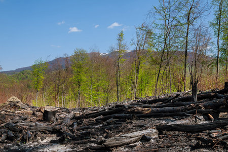 Natural disasters. Burnt trees after a forest fire against a blue sky.