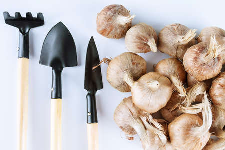 Planting crocus bulbs. Pile of crocus bulbs and garden tools on a white background. The concept of growing saffron. cultivation of saffron.の写真素材