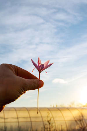 Freshly cut saffron flower in man hand. Purple crocus flower with red stamens.の写真素材