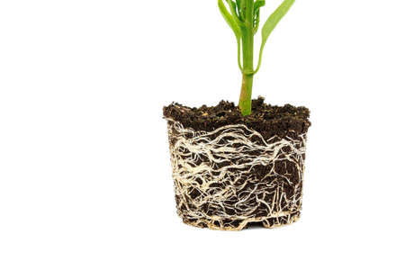 Bell pepper seedling with a well-developed root system on a white background. Root and stem, leaves of pepper seedlings.の写真素材
