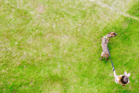 The owner and the dog are walking on the grass on a summer day. Grass background for text. Copy space.の写真素材