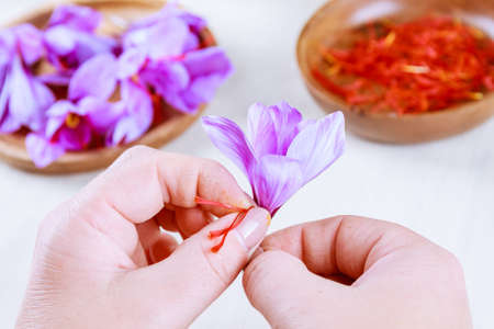 The process of separating the saffron threads from the rest of the flower.の写真素材