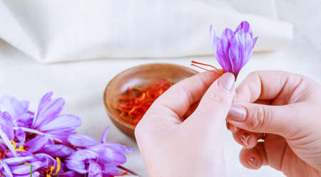 The process of separating the saffron threads from the rest of the flower.の写真素材