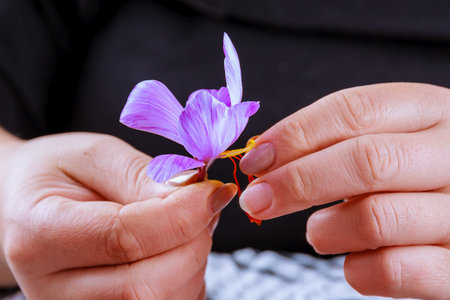 The process of separating the saffron threads from the rest of the flower.